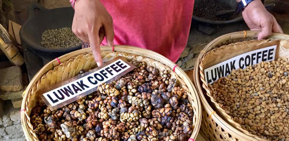 Comercialización. El alto precio de este café se explica por la escasez de producción, la cual es extremadamente limitada.