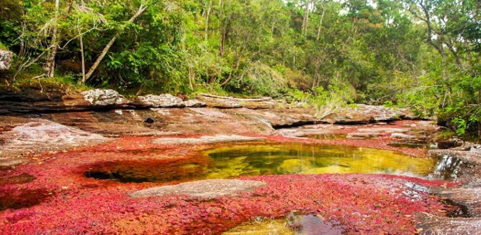 Caño Cristales es conocido como "el río más bonito del mundo". Foto: iStock