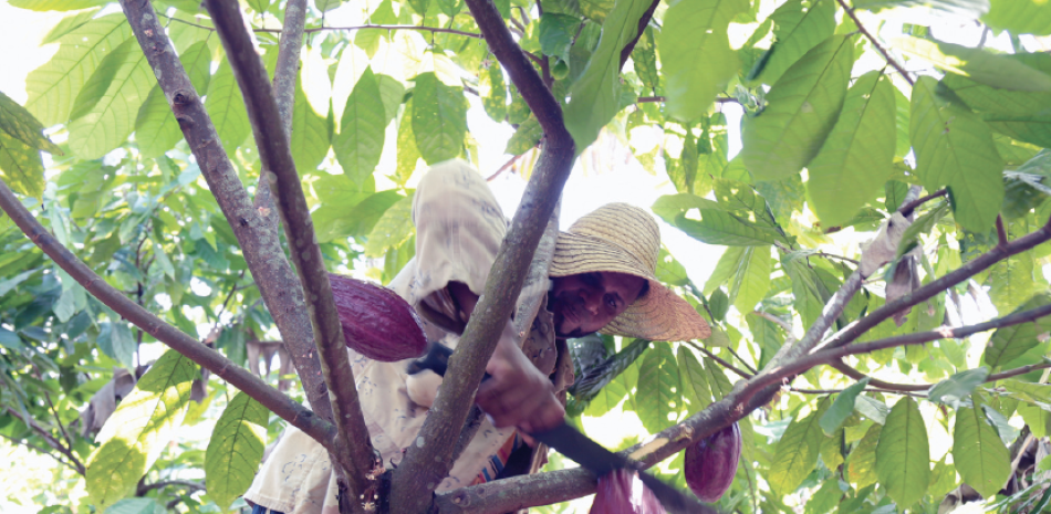 Plantación de cacao. Se pretende sembrar aproximadamente seiscientos mil plantas de este fruto.