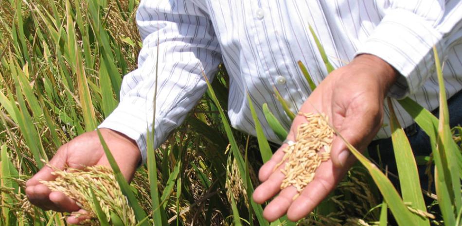 Sector. El arroz es un producto de importancia clave en el país.