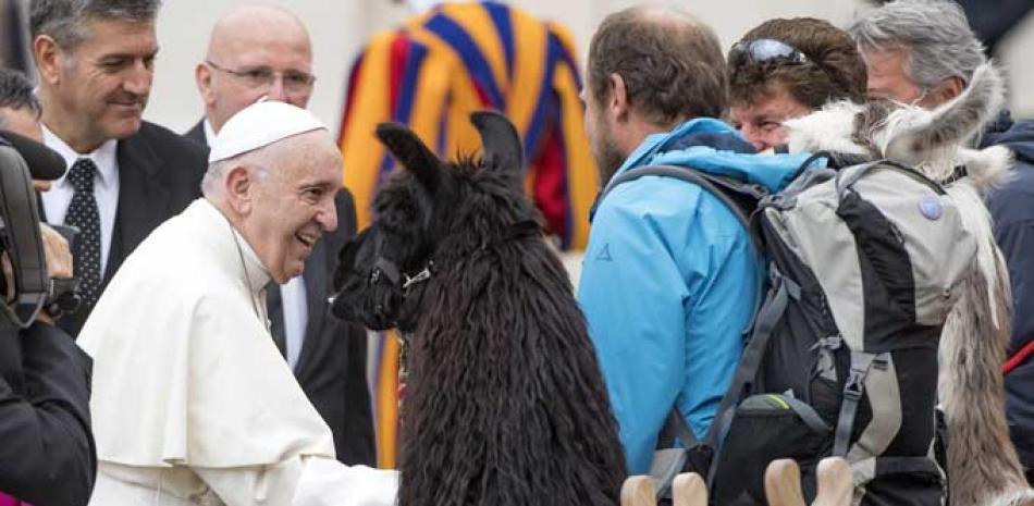 Llama. El papa Francisco saluda a un criador de llamas de la provincia italiana de Bolzano antes de la audiencia general de ayer en El Vaticano
