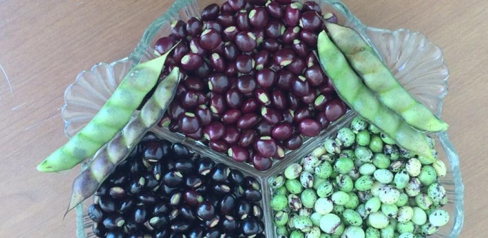 1)          Tres líneas de Líneas de guandul granos verdes, negros y rojos, los últimos con mayor contenido de antioxidantes, introducidas al país desde Icrisat de la India e Idiap de Panamá, para mejoramiento genético.