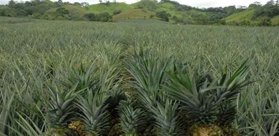 Hojas de piña: la alternativa sostenible para sustituir el cuero animal