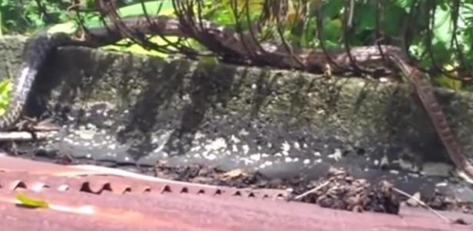 La serpiente boa ha sido avistada en diferentes lugares, según residentes del municipio de Haina, por lo que es buscada en la zona.
