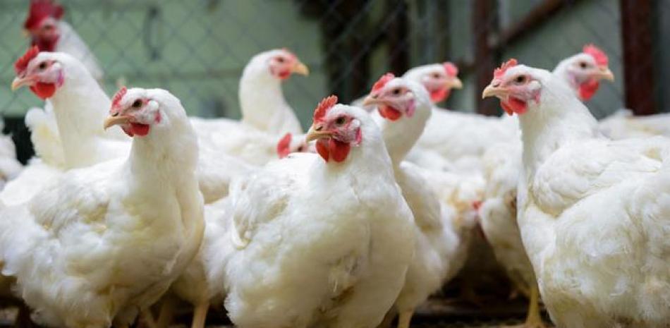 Apoyo estatal. La producción de pollo que no se ha vendido será llevada a cuartos fríos para estabilizar el precio al productor que es la garantía de un costo estable para el consumidor, según Benítez.
