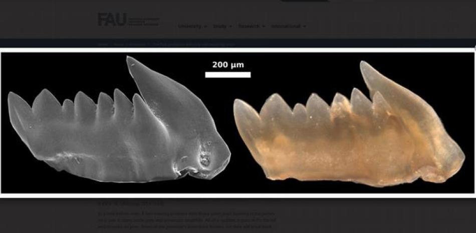 Restos fósiles de dientes de los primeros vertebrados/Foto de EUROPA PRESS.