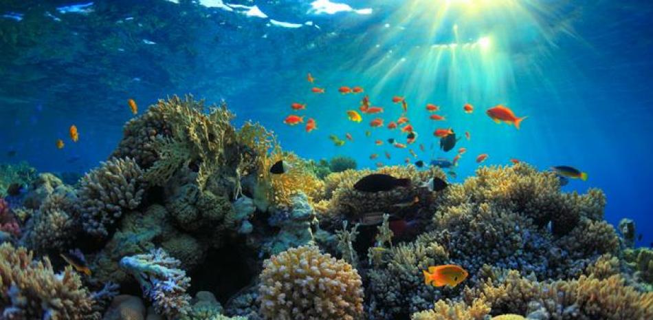 Aporte. Los ecosistemas marinos no solo aportan protección a la costa. Su valor total es la suma de este y otros servicios, como el de pesca, acuicultura, hábitat de especies marinas, turismo y otros.