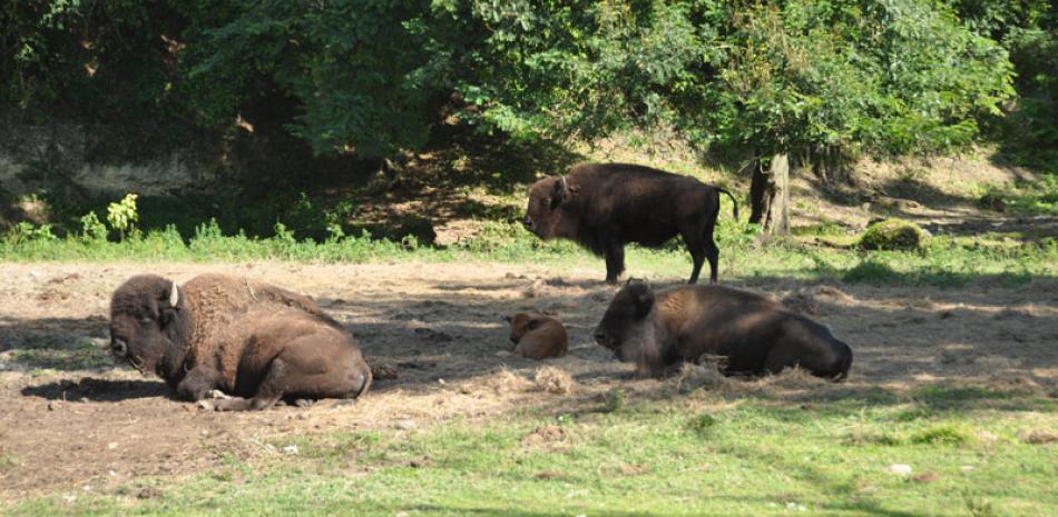 Bebé. El bisonte Vicente nació hace tres semanas en el Parque Zoológico.