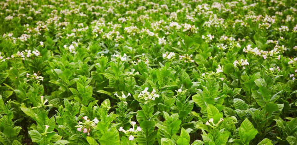 Historia. En el 2030 República Dominicana cumplirá 500 años de experiencia en la siembra de tabaco para comercialización.