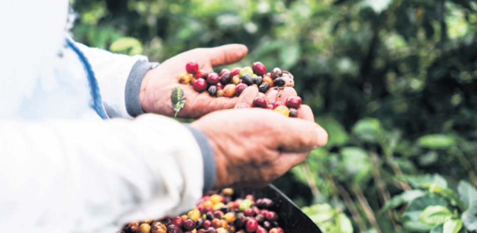 Recomendaciones. La Cepal también recomienda al Estado brindar incentivos, opciones financieras y de aseguramiento a los productores, y la comunidad científica fortalecer su capacidad, desarrollar variedades de café y sistemas productivos en conjunto con los productores.