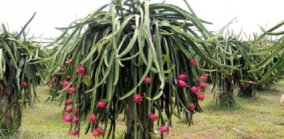 Cultivo de Pitahaya promovido por el Coniaf en Cumayasa, en la región Este del país.
