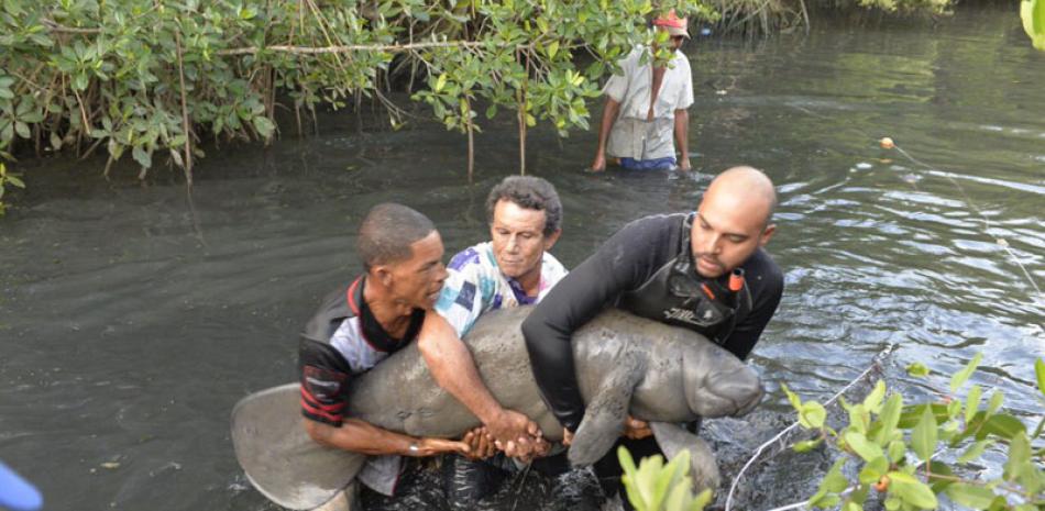 Jornada. Técnicos de Medio Ambiente y veterinarios del Acuario Nacional durante el rescate del Manatí, en manglares de Luperón.