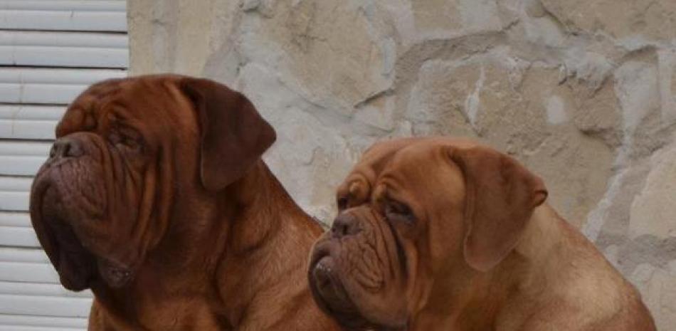 Dos especímenes de la raza canina Dogo Burdeus (Fuente: Wikipedia).