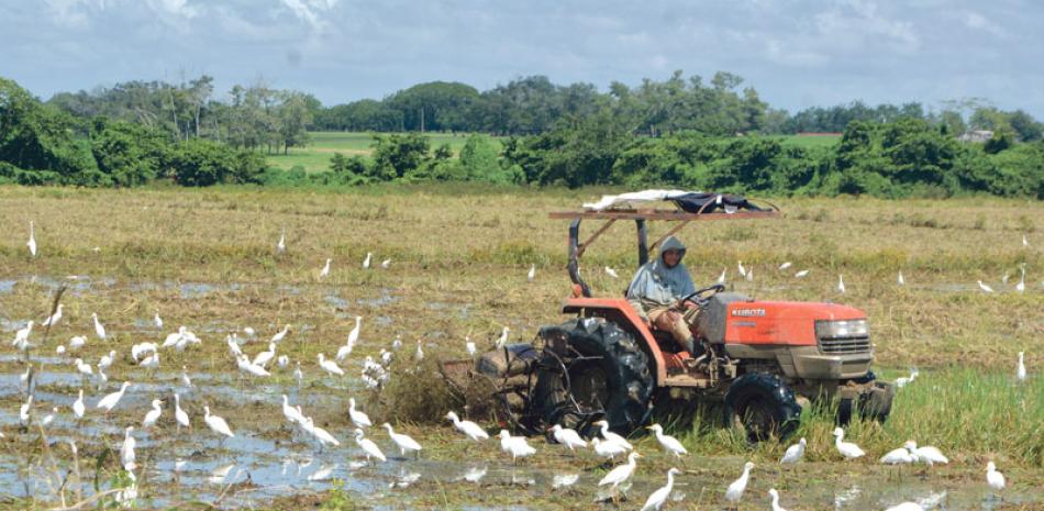 Ventaja. El riego subterráneo para la siembra de arroz trae múltiples beneficios para potencializar y eficientizar la producción.