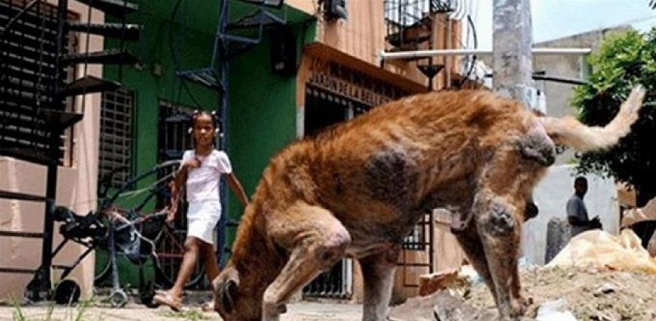 Observación. La mordedura de animales, especialmente perros o gatos, requieren la intervención inmediata de servicio de salud para la aplicación de las vacunas y evitar contraer rabia humana.