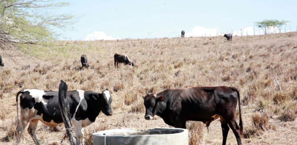 Preocupación. La falta de pasto y agua para el ganado ya ha causado la muerte de muchas reses en la región noroestana.