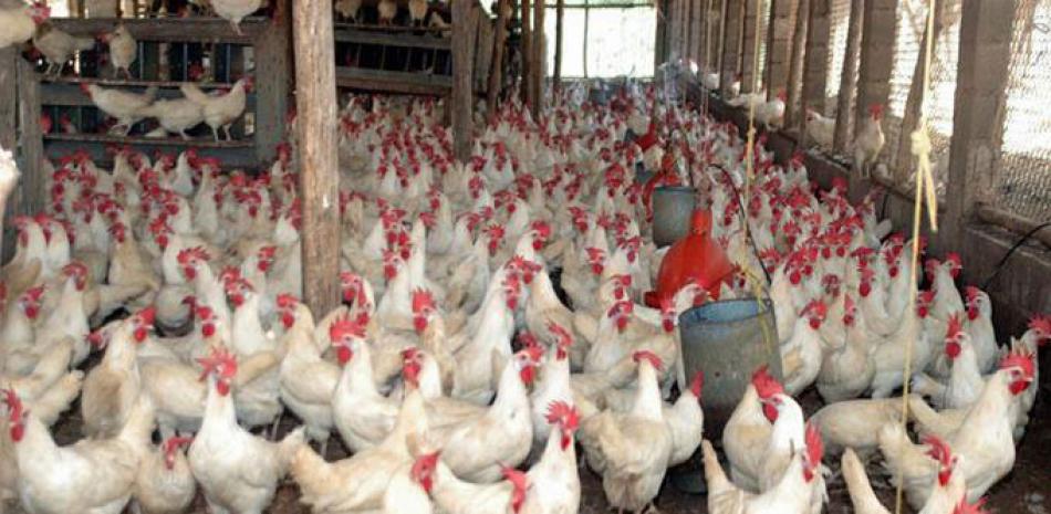 Daño. Más de 60,000 gallinas ponedoras han sido afectadas por la infección.