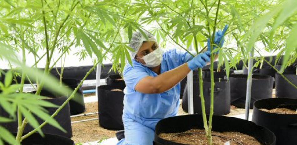 Una empleada trabaja con una planta de marihuana en la empresa Fotmer en un invernadero en Nueva Helvecia, Uruguay.