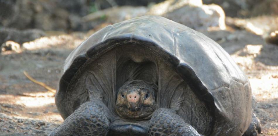 Esta foto provista por el Parque Nacional Galápagos muestra una tortuga Chelonoidis phantasticus en ese parque en Isla Santa Cruz, Islas Galápagos, Ecuador, el miércoles 20 de febrero de 2019. (Parque Nacional Galápagos via AP)