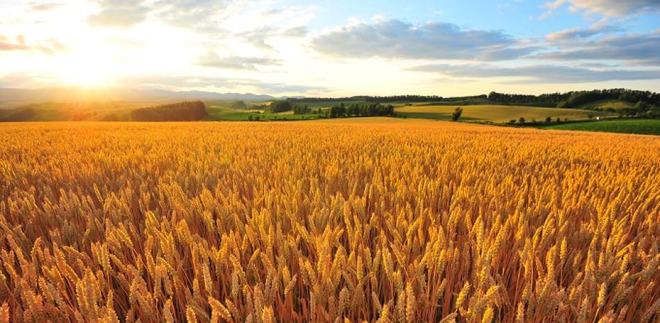 Una de esas especies es el trigo, que constituye uno de los cereales más afectados por el cambio climático.