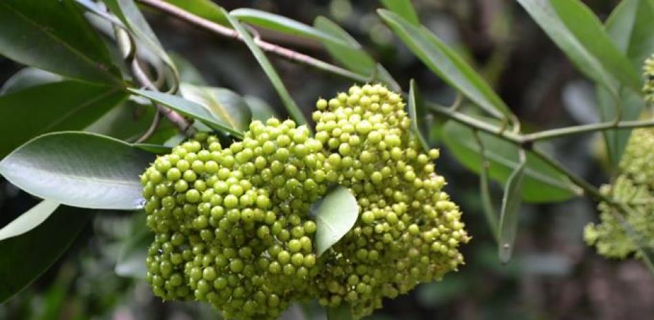Una variedad de Wallenia laurifolia. Don Máximo heredó de su padre el amor por los frutales. ©Yaniris López/LD