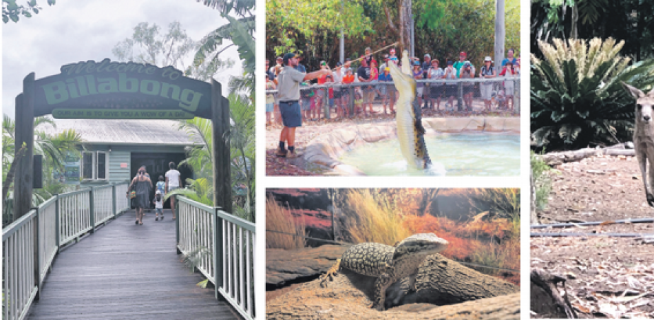 El Billabong Sanctuary está ubicado en en la región de North Queensland. 2- El visitante puede ver shows con cocodrilos y otros reptiles. 3- En el área de los canguros se les puede dar de comer y acariciarlos. GEORGINA CRUZ