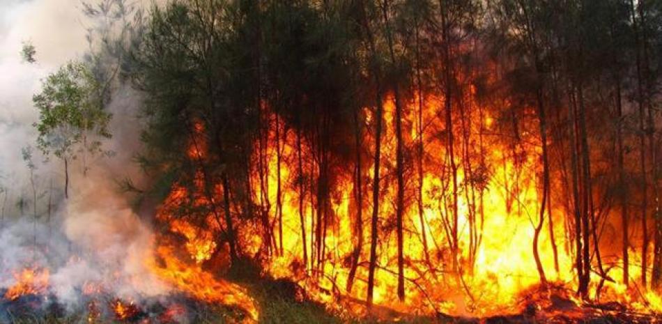 Miles de pinos reducidos por el fuego en Bahoruco.