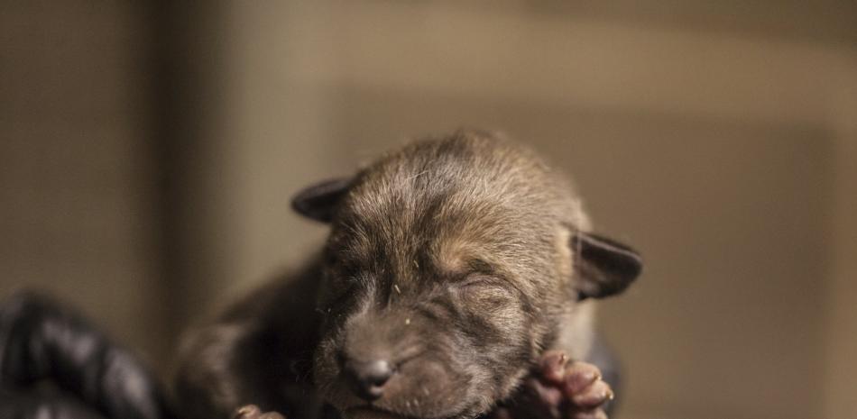Fotografía del 15 de abril de 2019 proporcionada por el zoológico Lincoln Park de un empleado sosteniendo a uno de los cuatro cachorros de lobo rojo que nacieron en Chicago. (Christopher Bijalba/Lincoln Park Zoo vía AP)