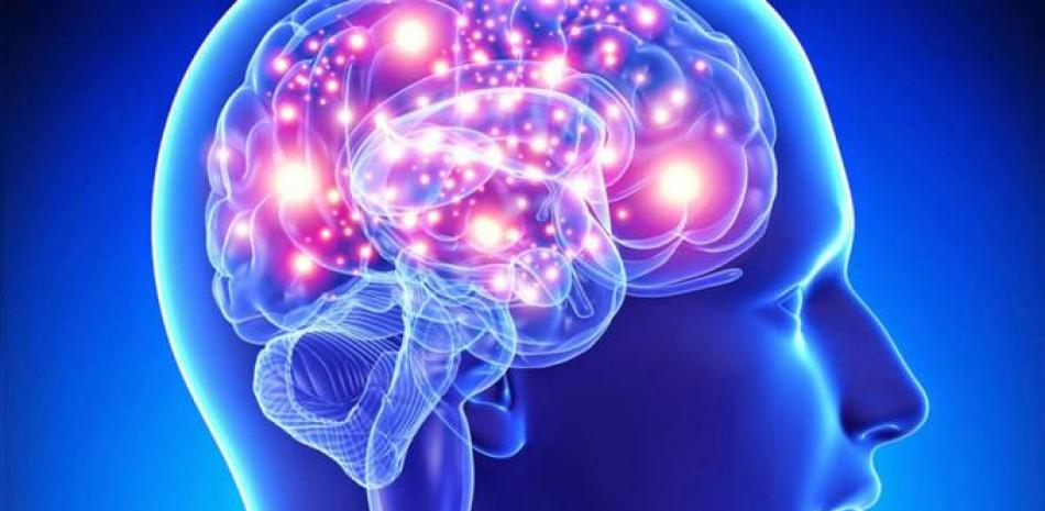 La neurociencia trata de conocer cómo está organizado nuestro cerebro, indaga cómo funciona nuestro sistema nervioso y cómo esto determina nuestras conductas. ARCHIVO