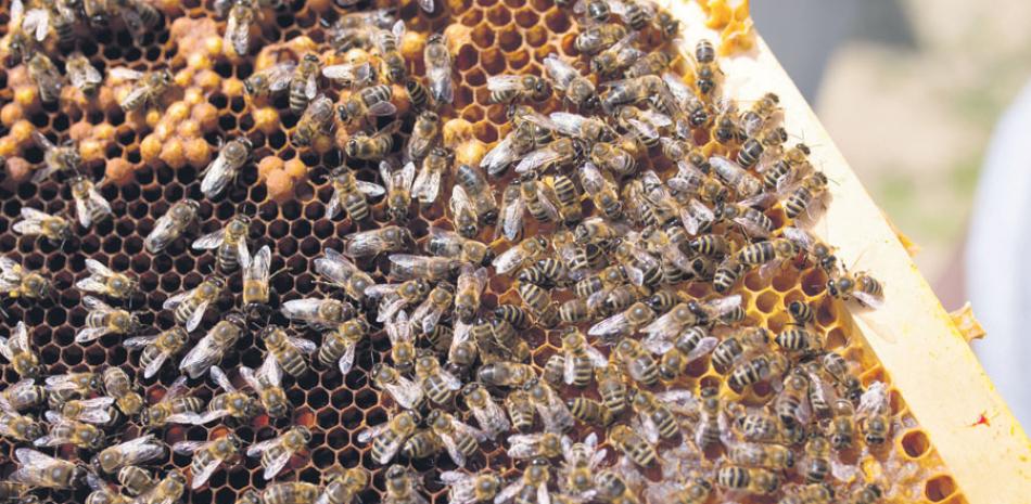 Grandes pérdidas de colmenas sobre todo en la Línea Noroeste, principal zona productora de miel.