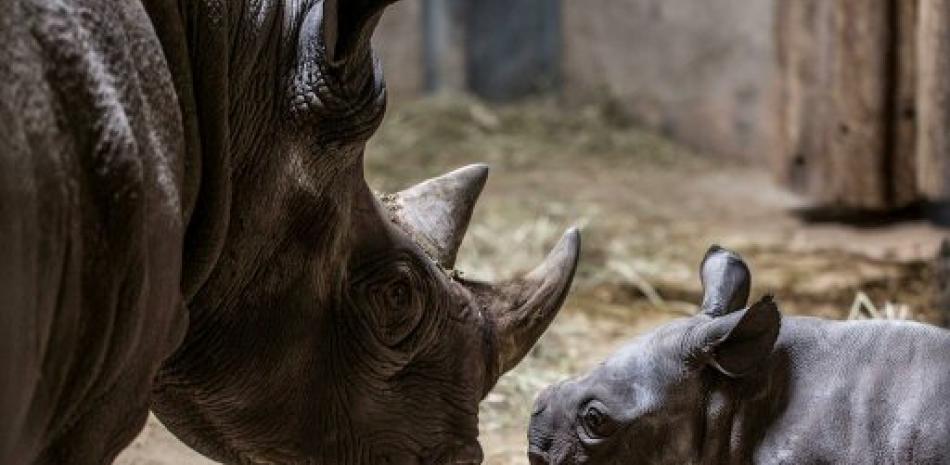 Cría rinoceronte junto a su madre. Foto: AP.