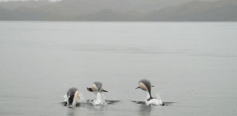 AP, Delfines Lisos
