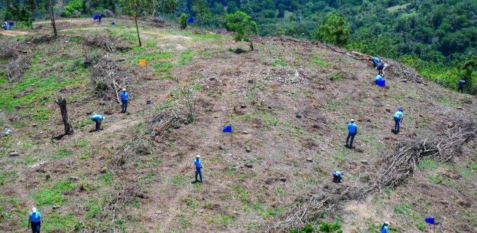 Foto desde lo alto del plan de reforestación iniciado por el Banco Popular.