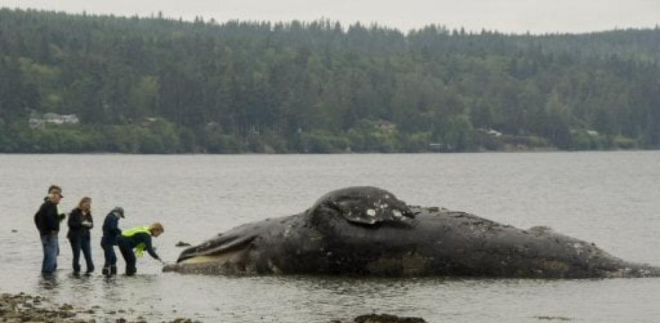 Seis ejemplares de ballenas en peligro de extinción aparecen muertas en golfo canadiense. Foto AP.