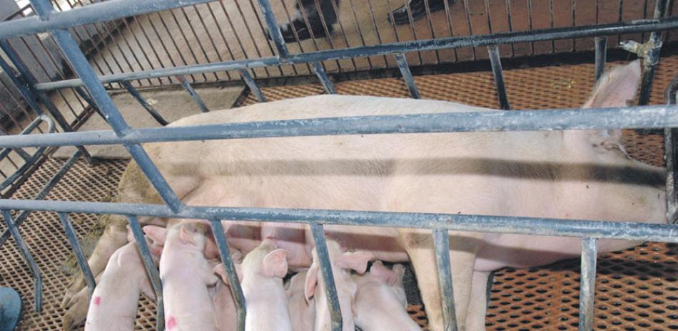 Una de las metas principales es que la República Dominicana pueda exportar carne de cerdo. EXTERNA.