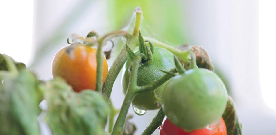 Producción de tomate sostiene a cerca de 6,000 familias.