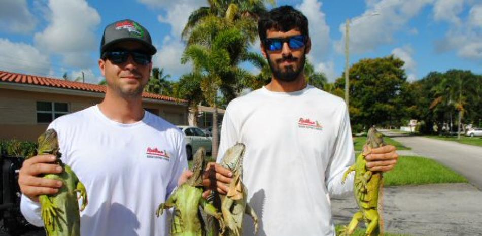 Exterminadores de iguanas verdes. Foto: AP.