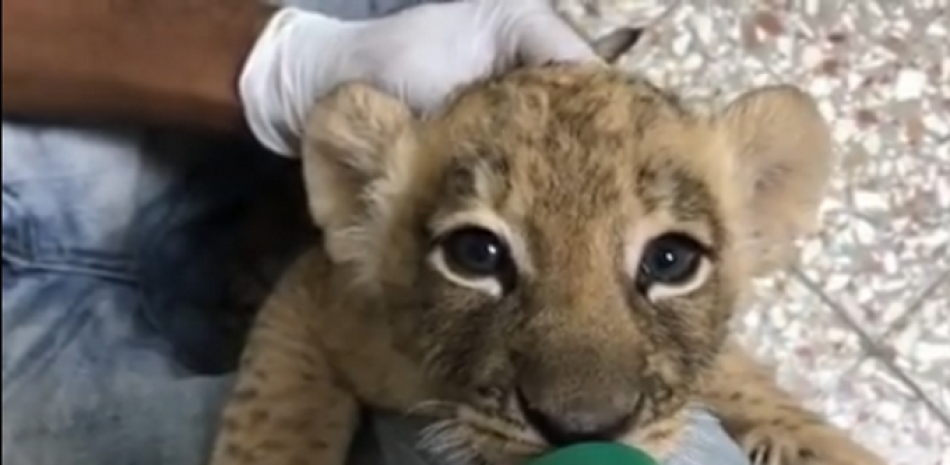 Nala, la león bebe. / Captura de video, Instagram