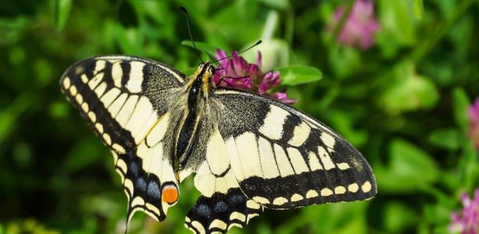 Los llamativos colores de las mariposas se deben a unas diminutas escamas en sus alas. Foto: iStock