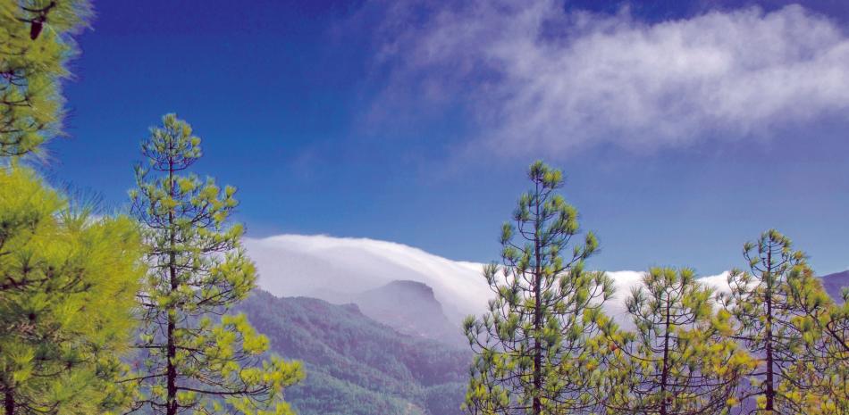 El pinar húmedo del parque natural de Tamadaba (7.500 hectáreas) es una reserva de la biósfera. ISTOCK Y EFE/
