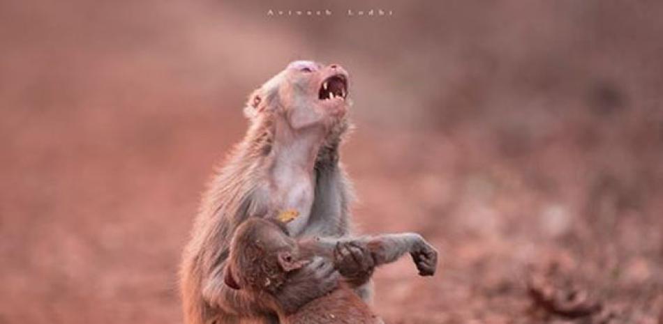 La fotografía de un mono abrazando a su cría fue tomada en el año 2017 por el fografo indio Avinash Lodhi. Foto: AFP.