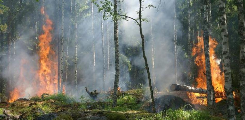 Los incendios forestales causan múltiples pérdidas