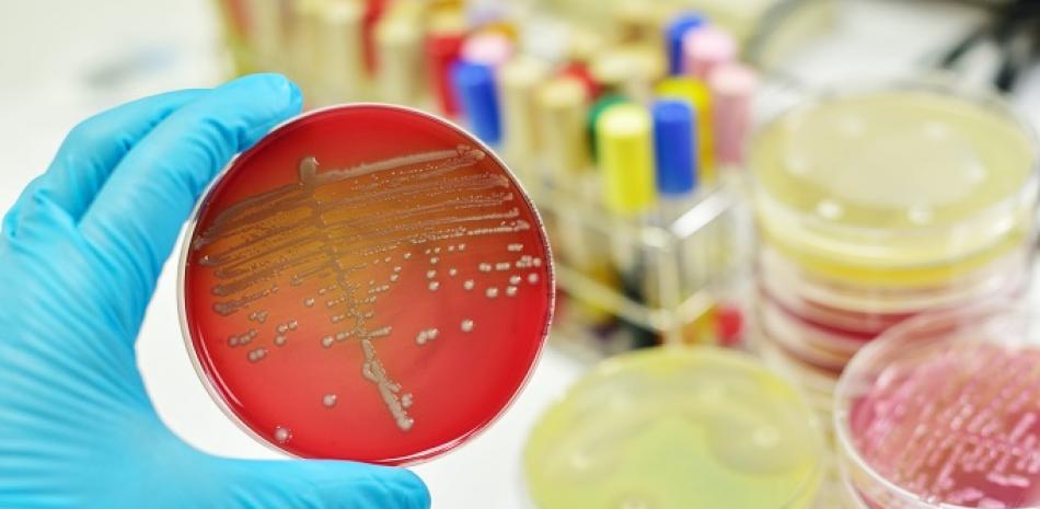 Científicos investigan los efectos que las terapias fotodinámicas podrían tener sobre las bacterias. Foto: iStock
