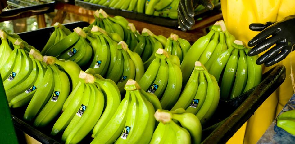 Cultivo de plátanos en peligro. / EP