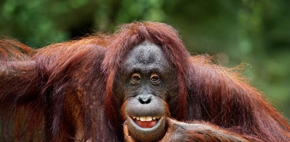 El orangután está en peligro crítico de extinción. ISCTOCK