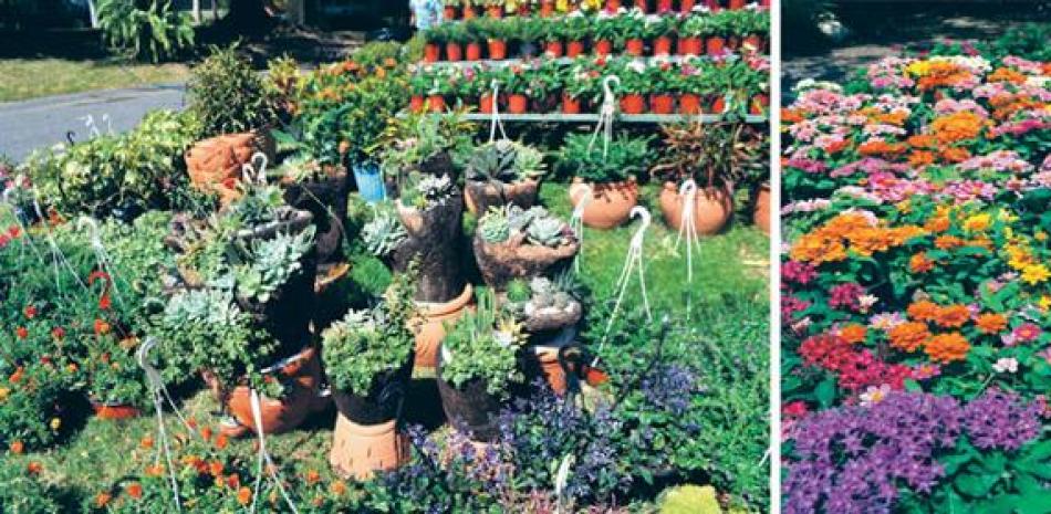 Plantas ornamentales de todas las formas, variedades y colores estarán a la venta en el festival. FOTOS: YANIRIS LÓPEZ/LD