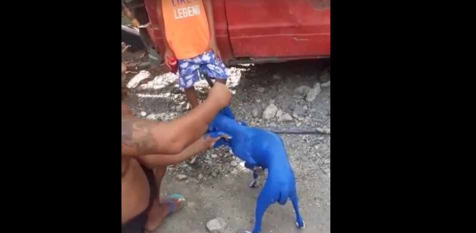 Captura de video de hombre pintando perro