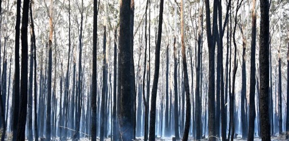 Remanentes de los árboles después de un incendio forestal en Old Bar, a 350 km al norte de Sídney el 10 de noviembre de 2019. Peter Parks/AFP.