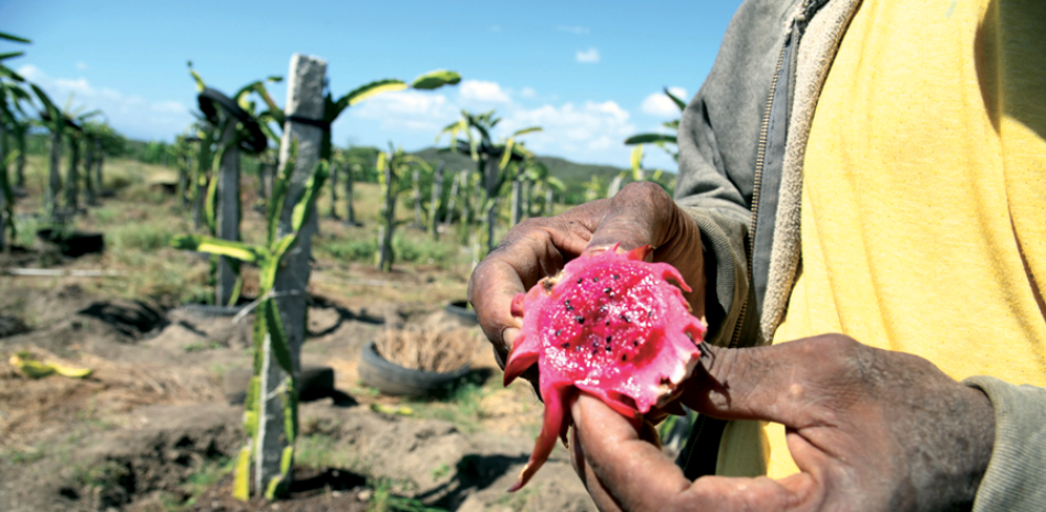 El Clúster Nacional de Pitahaya espera que varios sectores se interesen en producir pitahaya con fines de exportación, como una forma expandir los productos dominicanos en el mercado internacional.

VICTOR RAMÍREZ/ LISTÍN DIARIO