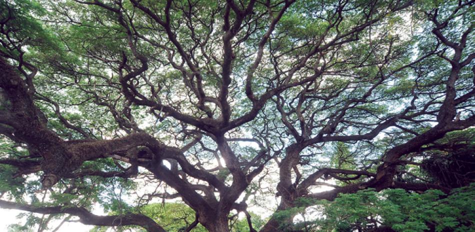 El grosor del tronco de estos árboles es una de las cataracterísticas para saber su edad. ALBERTO LIRANZO/LD